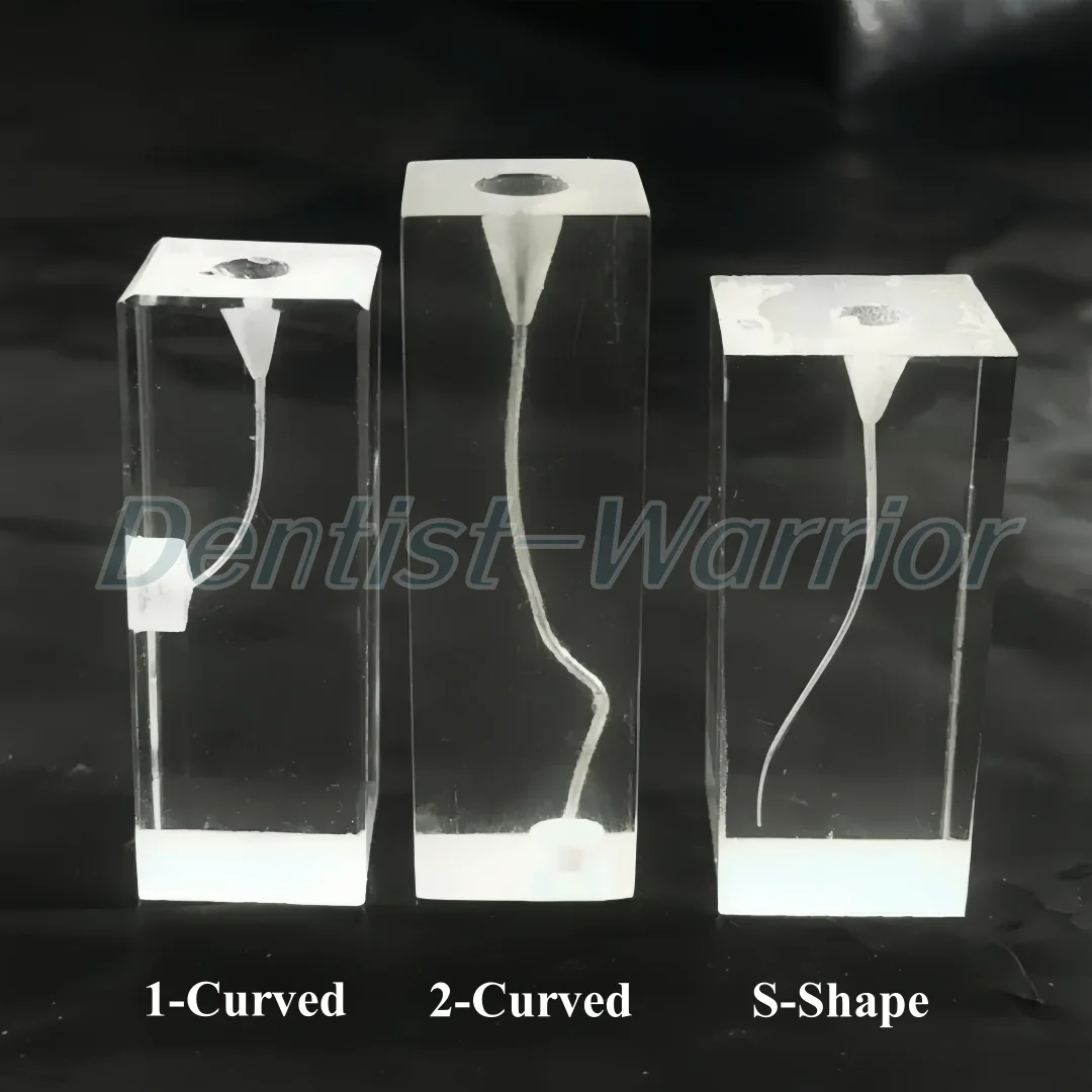 

5-50Pcs Dental Clear Model Endo Teeth Model Root Canal Practice RCT Training Block 1/2-Curved Medullary Cavity Practice Model