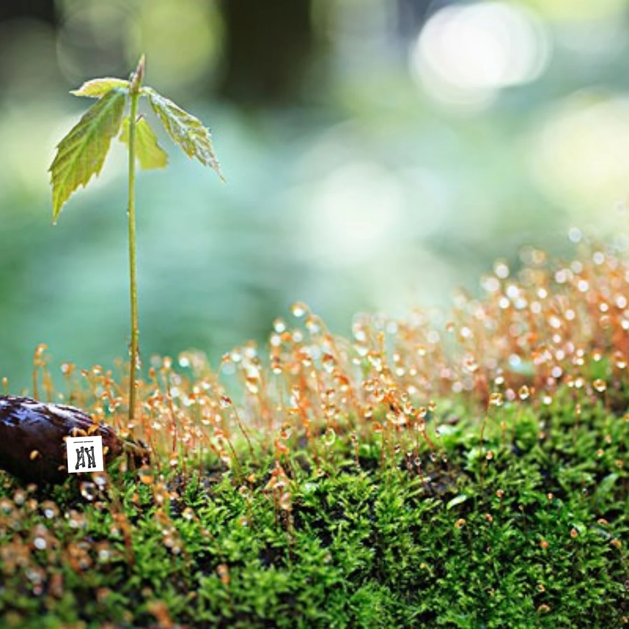 

Передние верхние рычаги подвески из сплава GPM 7075, для Monster Truck TRAXXAS Mini Maxx