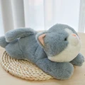 grey cat