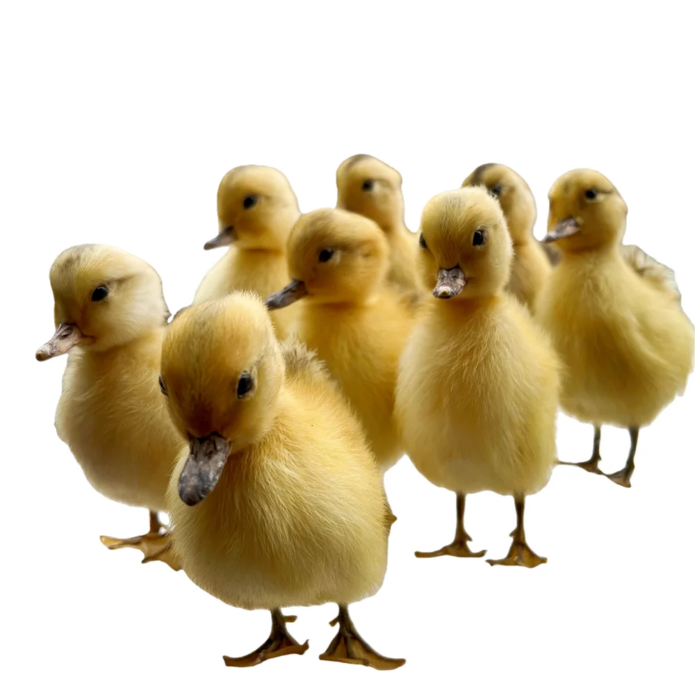 Eurasian Duck Taxidermy Stuffed Duckling Birds Specimen Animals Home Decor- Perfect for Collecting, Teaching Special Gifts