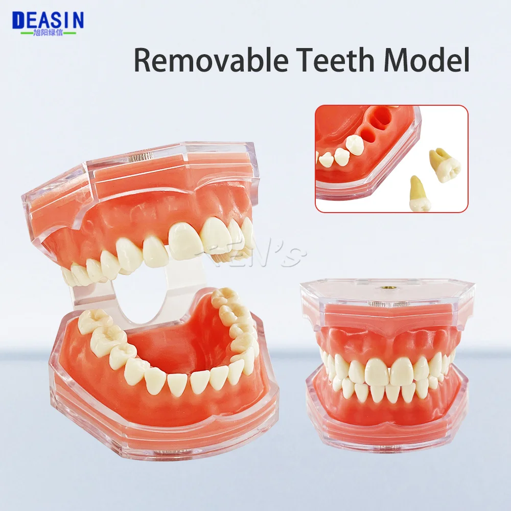 

Dental Model Removable Teeth for Tooth Practice ExtractionTeeth Dental Model Teaching Studying Standard Size