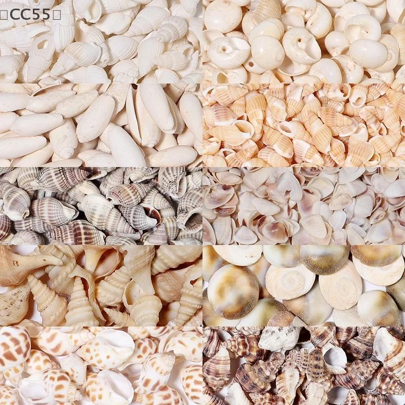 [CC55」 1 صندوق قذائف البحر قذيفة حلزونية صغيرة المحيط دوامة الصدف الحرف حوض السمك الديكور المناظر الطبيعية الوصول التصوير الدعائم