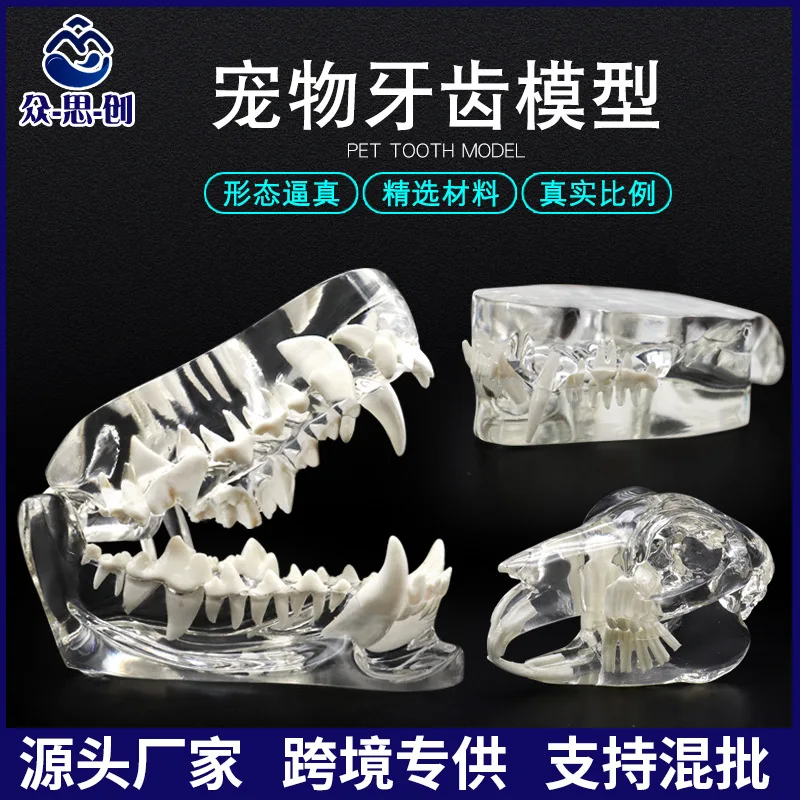 Veterinary Oral Simulation Model: Transparent Dog & Cat Tooth Demonstration Mold