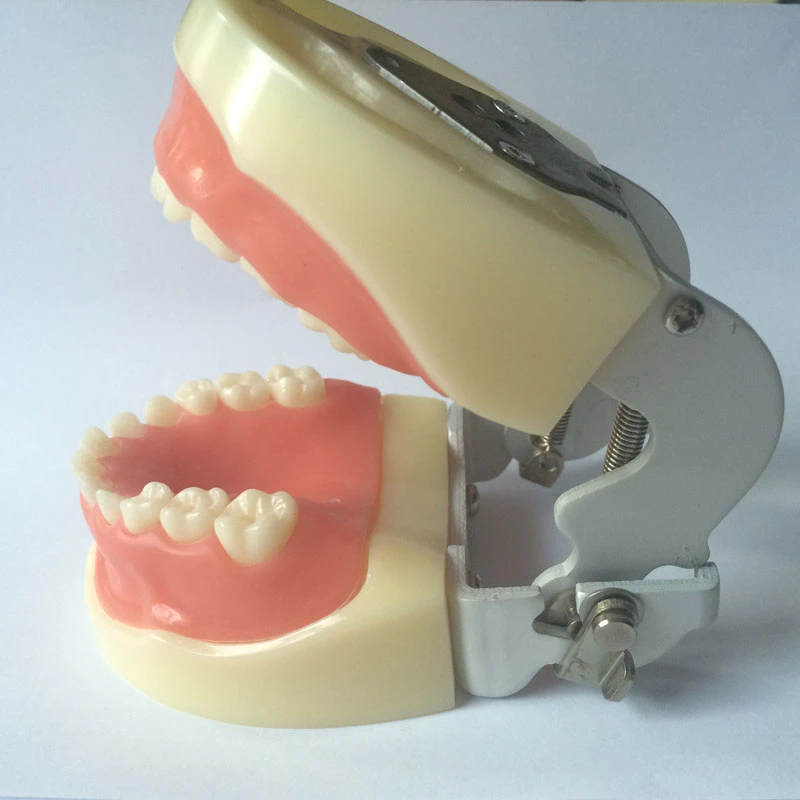 Dentystyczna praktyka pediatryczna Model zębów M7014 standardowy Model dentystyczny Typodont 24 szt. Zdejmowane wkręcane zęby do użytku w klinice