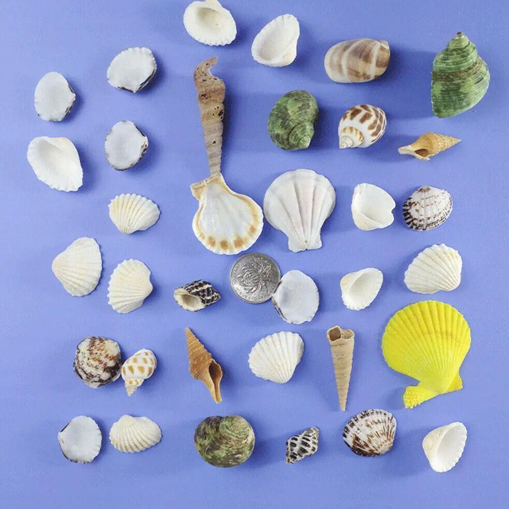 100 gr/beutel Gemischte Meer Strand Muscheln Handwerk Muscheln Mini Natürliche Muschel Mais Schraube DIY Aquarium Landschaft Dekor Foto Requisiten – Detail 9