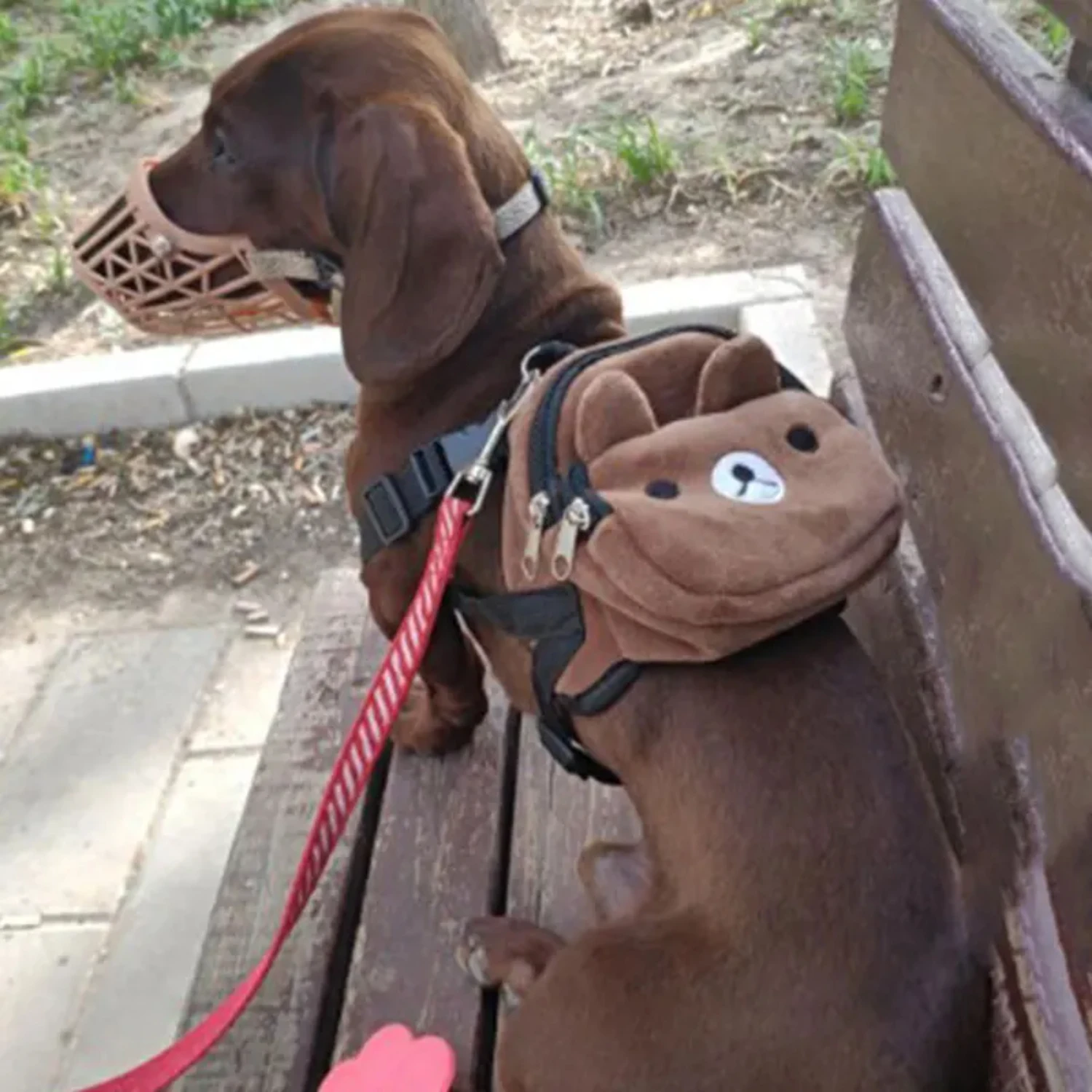 Convenient, portable, and adorable large capacity nylon pet backpack for small to medium dogs - Stylish, versatile, and chic pet