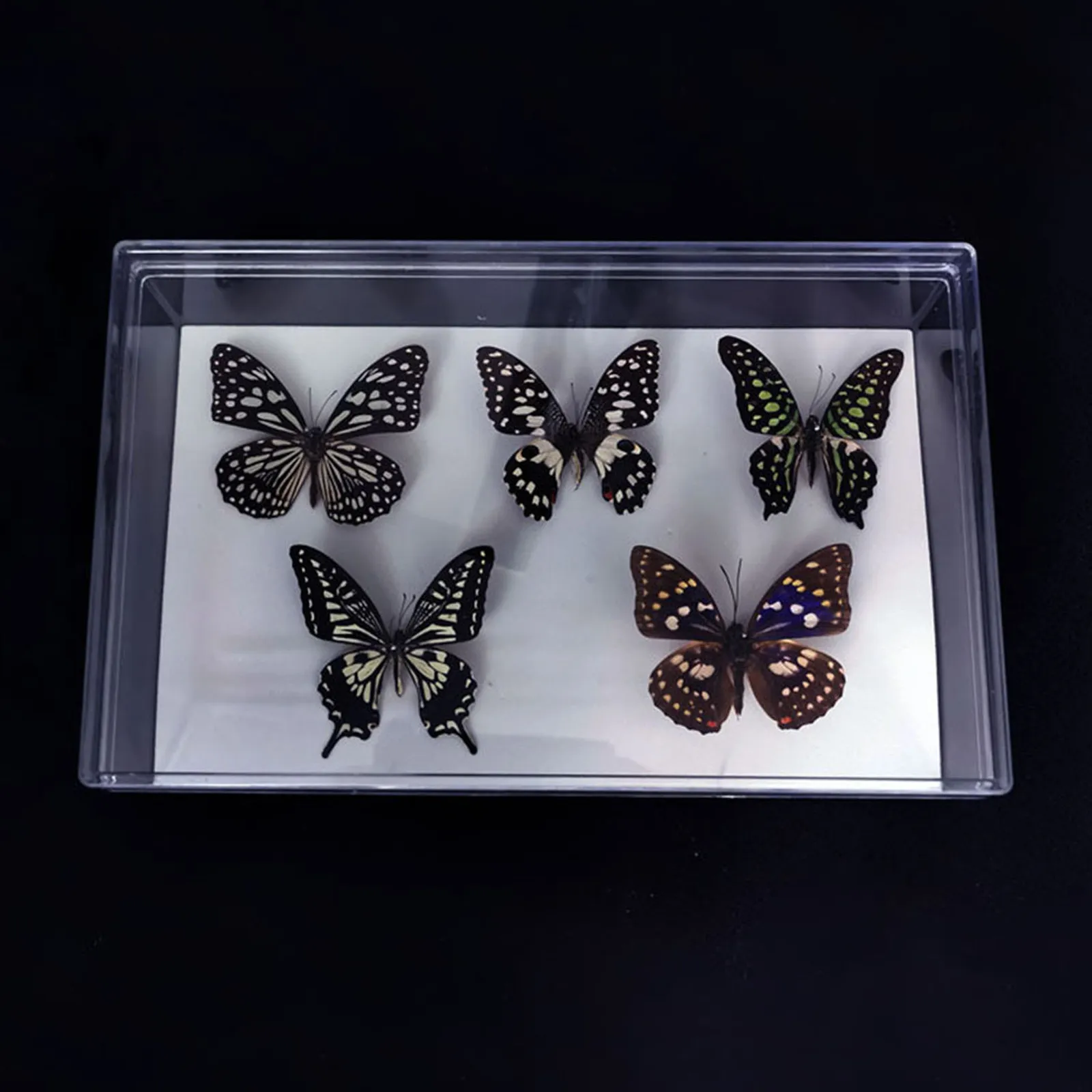 1Set Specimen Box Transparent Durable Display Kit for Specimen Collection Plant Insect Jewelry Coin Storage Case