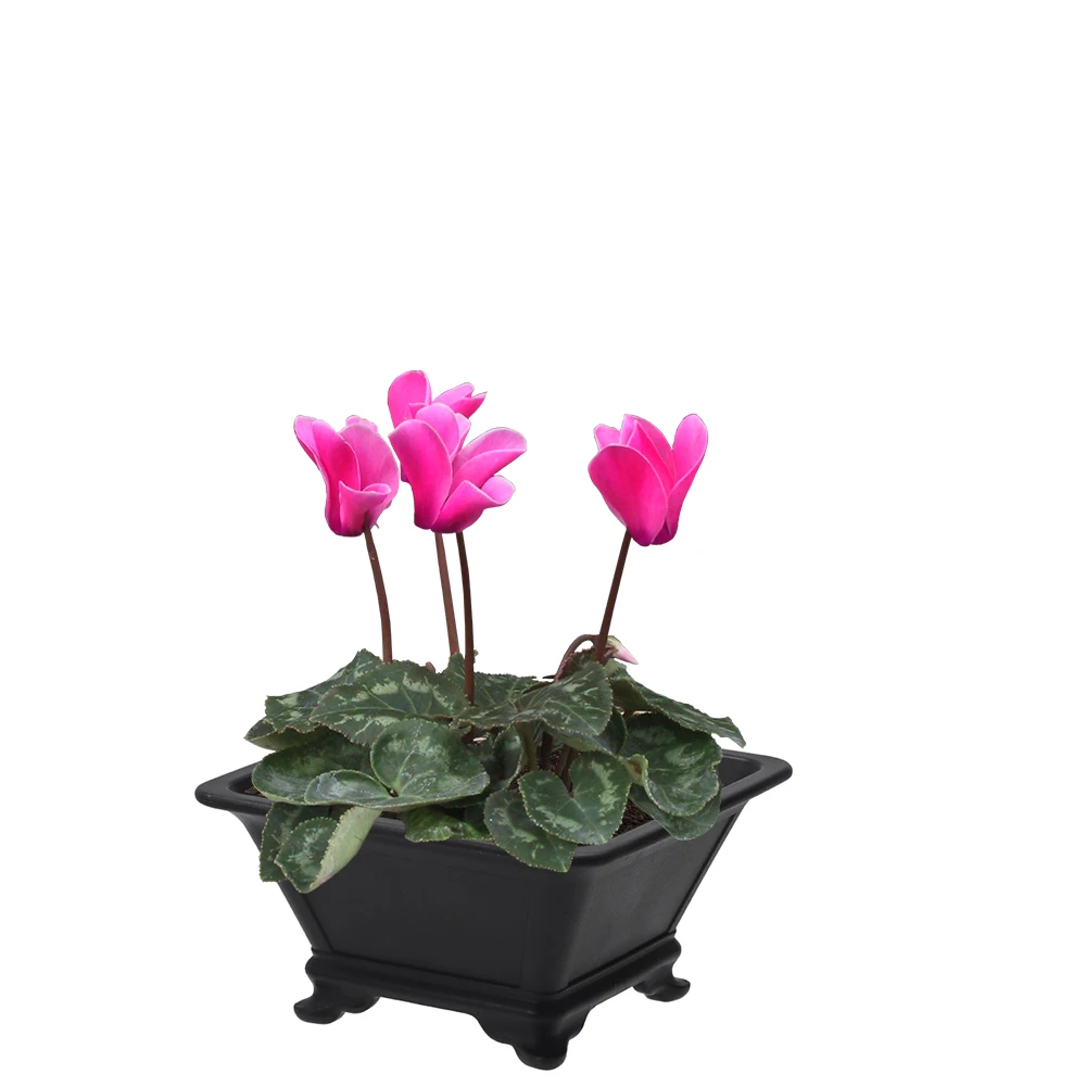 Simple Imitation Purple Clay Flowerpots Colorful Durable Thick Plants Pots DIY Bonsai Tray Pots Home
