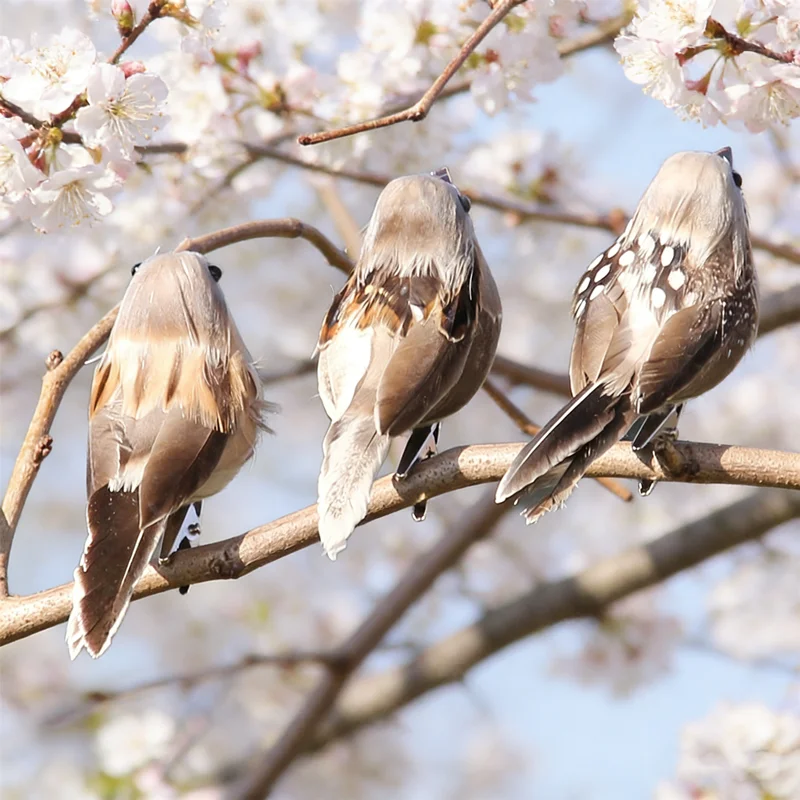 2026 Lifelike Simulated Bird Prop 1pcs Artificial Sparrow with Feathers on a Branch, A Static Yet Vivid Addition to Your Garden