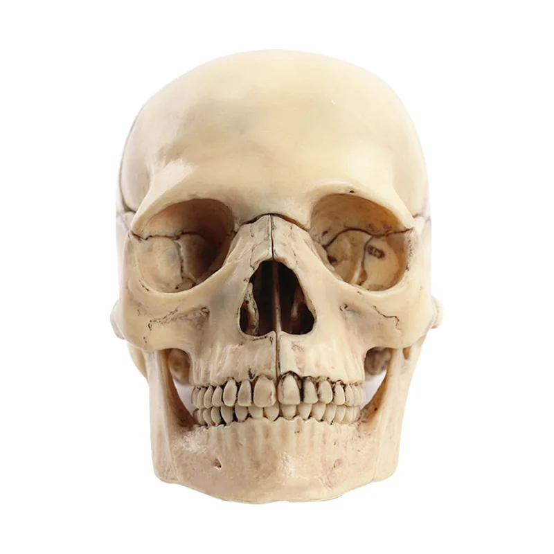 

ADP-Medical-Skull Human Body Model Education Skull Model 1:2 for Student Teaching Study Assembling Model,Primary Color