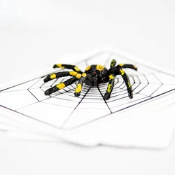 Spider And Net Magic Trick The Web Cards Toys Magician Gimmick Illusion Closed-Up  Props