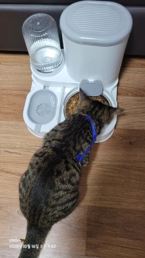 Customer review photo for Dual-Bowl Automatic Cat Feeder for Two Pets