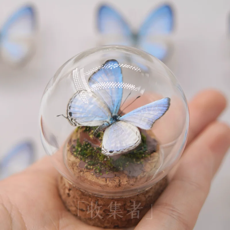 Real Butterfly Specimen Glass Cover Sky Blue Elegant Grey Butterfly Couple Birthday Gift Children's Popular Science Desktop