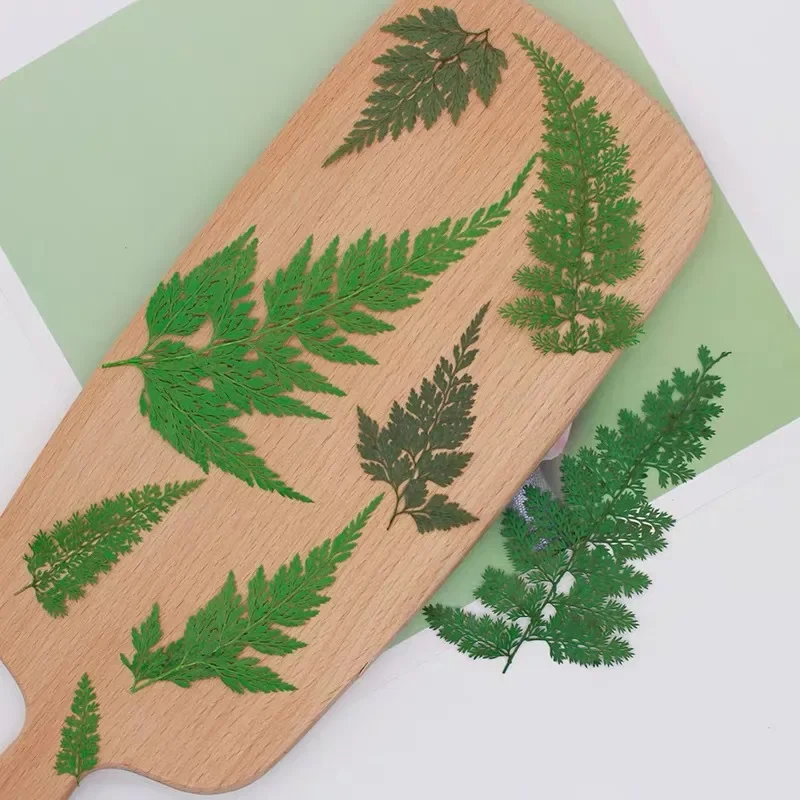 24pcs/lot,nature fern leaf pressed flower,embossed plant specimen DIY drop glue mobile phone case bookmark photo frame stickers