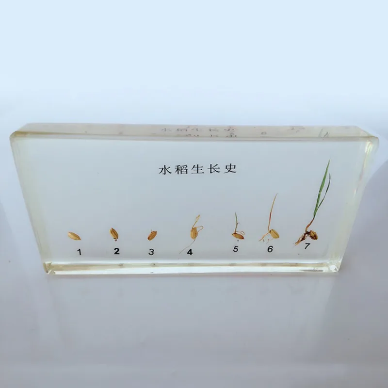 Resin Plant Growth History Specimens Corn Peanut Bean Wheat Rice Germination Process Model Biology Botany Teaching Aids