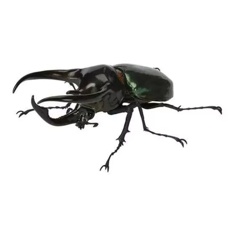 Biology Big Illustrated Simulated Insect Gacha Beetle 06 South Sea Big Bug Uganda Flower Beetle