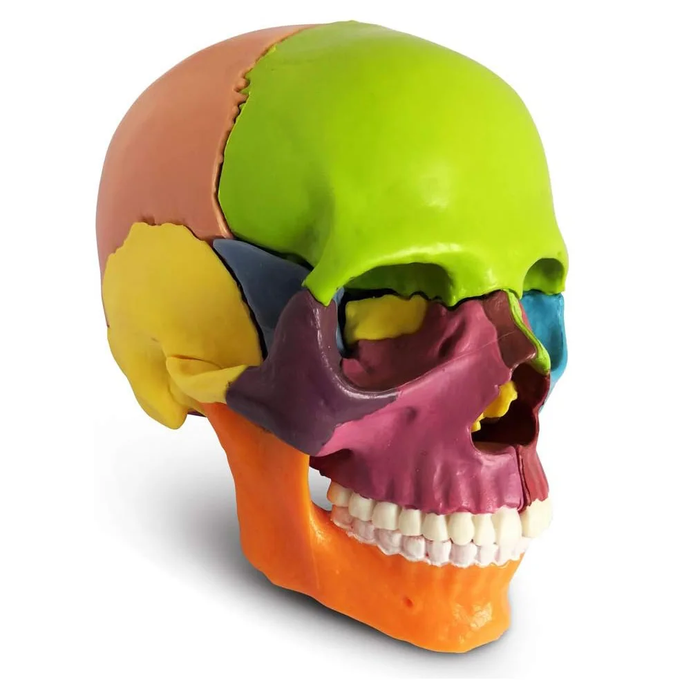 

Anatomy Skull Model 15 Parts Human Anatomy Exploded Skull Detachable Palm-Sized Mini Human Color Medical Skull Model