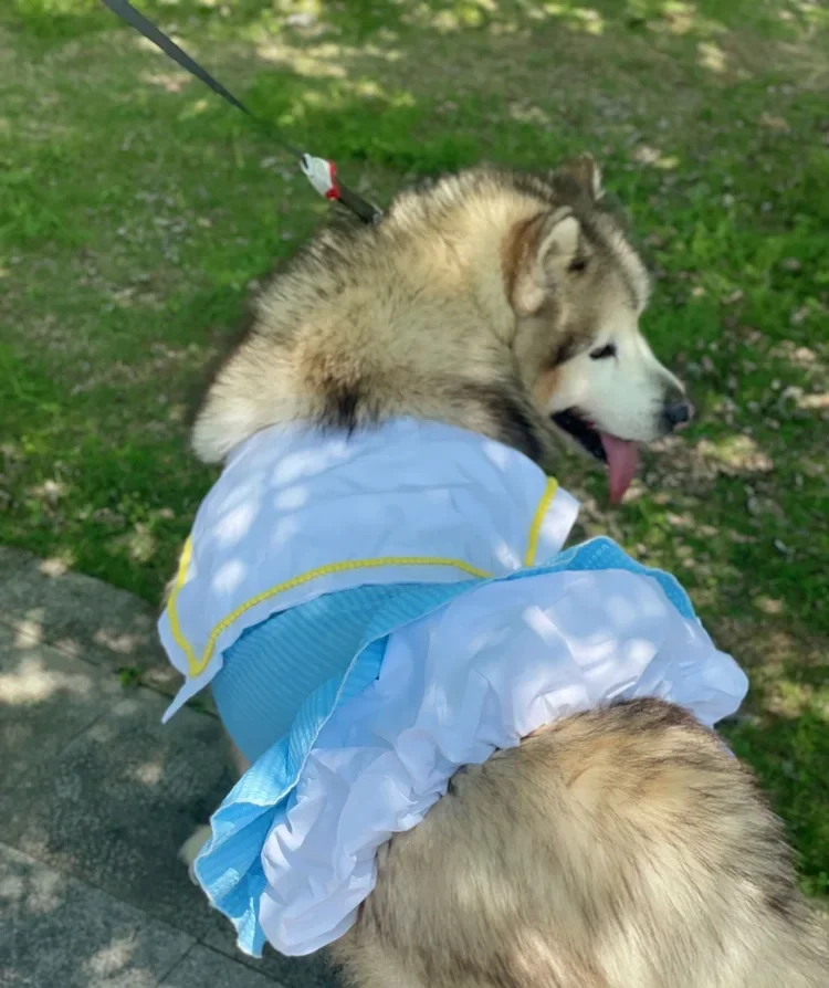 Spring Summer Pet Apparel Fairy Tale World Tucker Dress for Large Dog Golden Retriever Alaska Satsuma