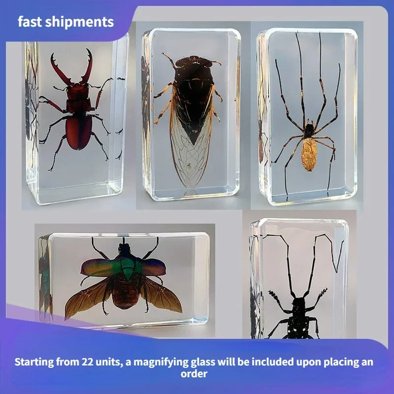 29 new real insect specimens resin sacred beetle specimen beetle flower boat plant teach children gift box room home decoration