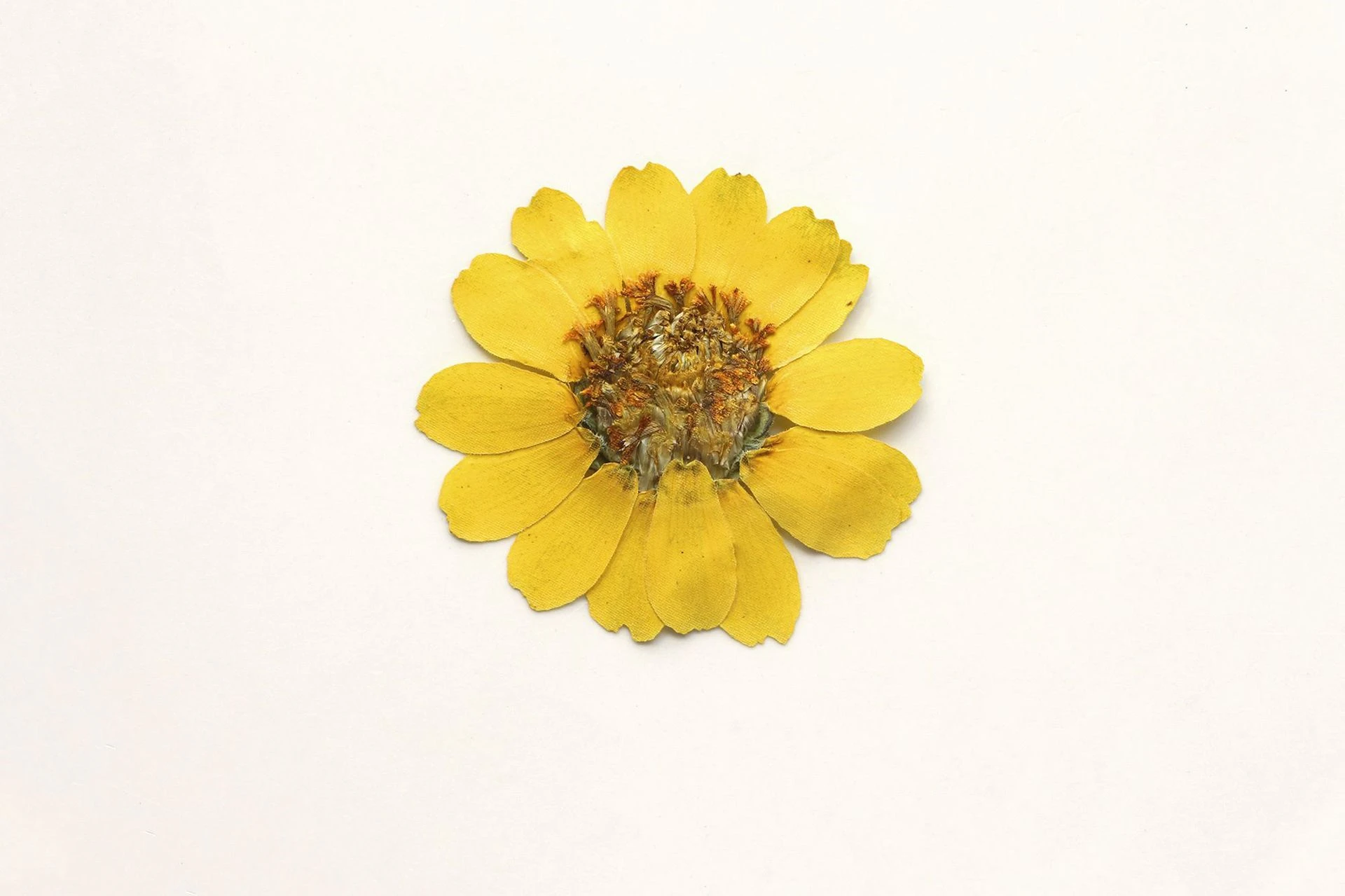 

36Pcs Marigold Dried Flowers Pressed Flowers Resin Ornaments Real Flower Plant Specimens Photo Frame Bookmark Pressed Flower Table Lamp DIY Material Kit