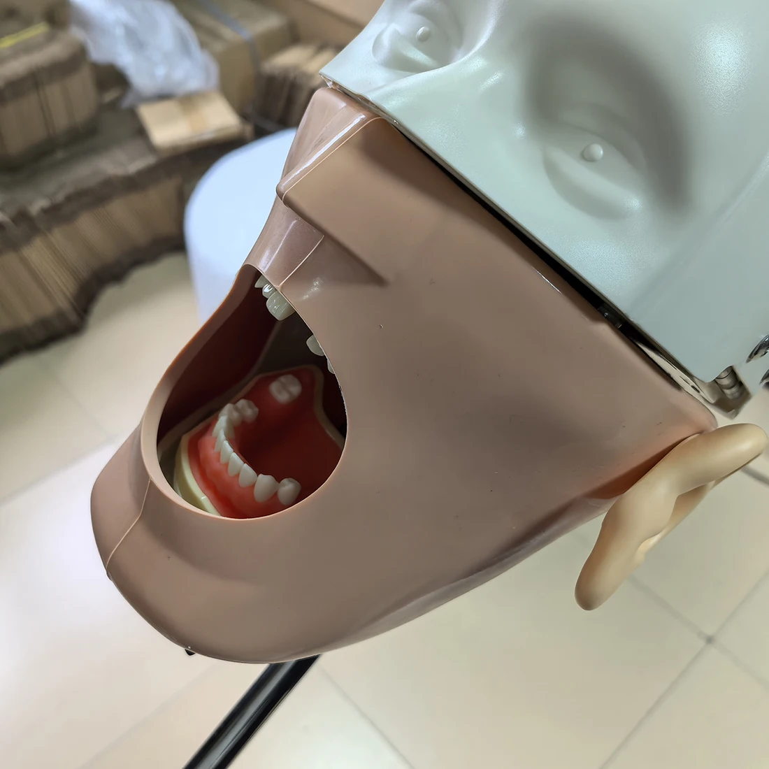 

Dental Simulation Head Model Clip Table Type Student Oral Medical Manikin Training Tool Dentistry Equipment