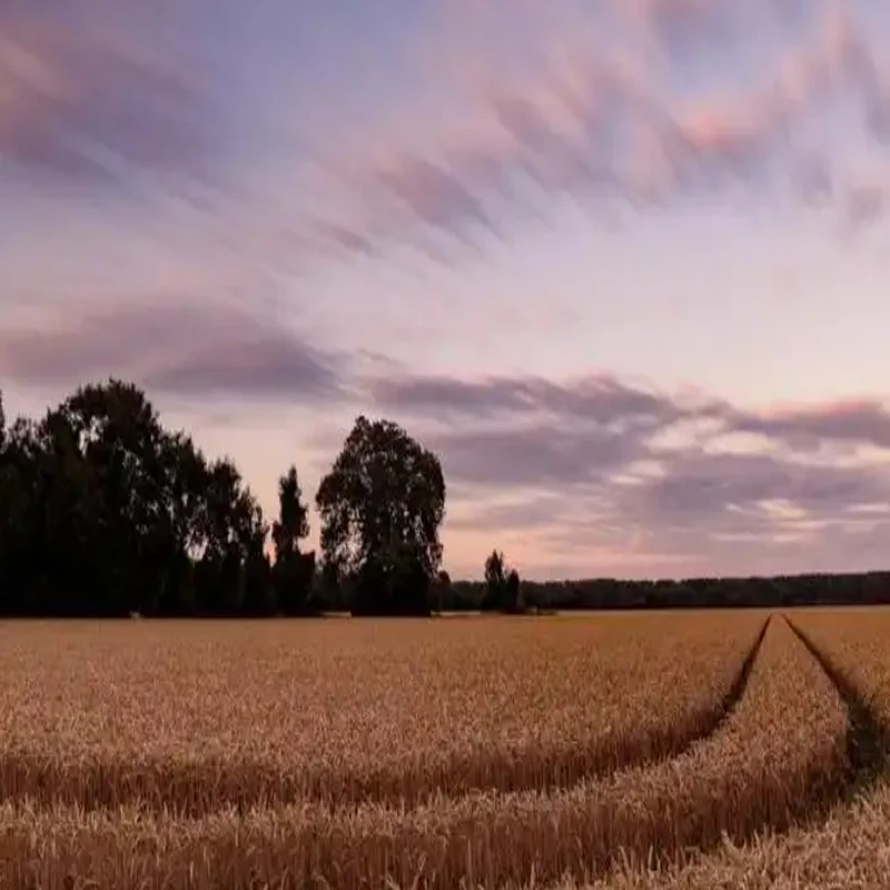 Holybro BLHeli S 2-4S 20A ESC S500 V2 예비 부품 EFM8BB21F16G MCU는 RC FPV 드론용 Dshot150, Dshot300 및 Dshot600을 지원합니다.