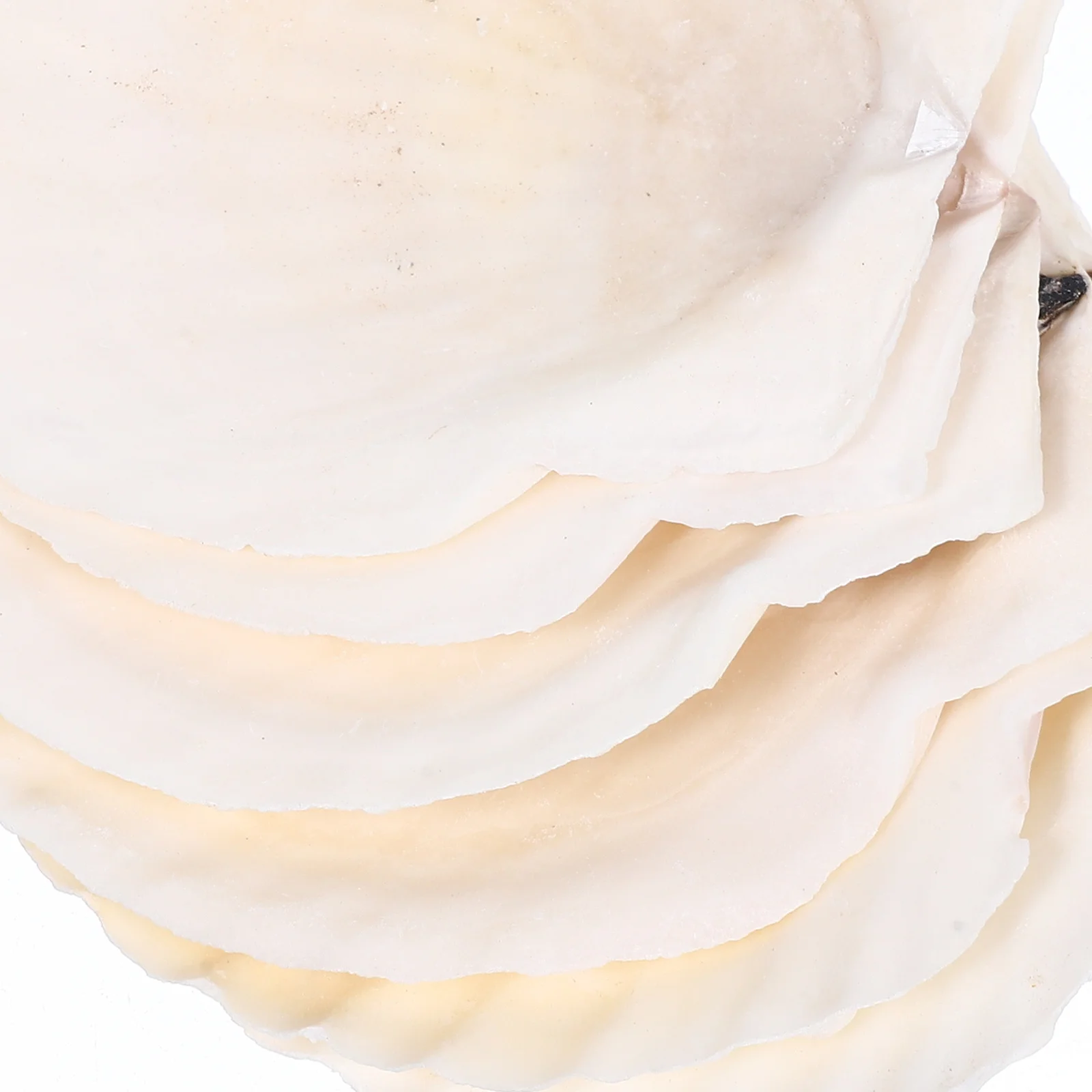 10Pcs Shell Decor Set Natural Scallop Seashells DIY Craft Material Wedding Home Fish Tank Decoration Aquarium Landscaping