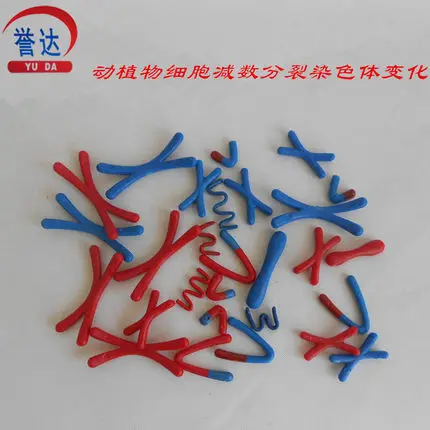 Free shipping animal and plant cell meiosis chromosome change model components mitosis biological teaching equipment