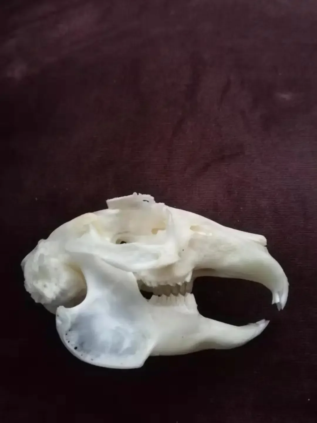 

1PC Taxidermy Real Bone Animal Skull True Rabbit Skull Specimen Home Decor Specimen Collectibles Teaching Creativity