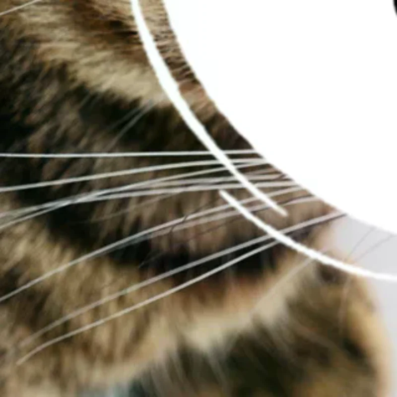 إغاظة القط قفازات الاصبع التفاعلية الإنسان وهمية اليد القط اللعب مداعبة القط الكلب لعب اليد الصغيرة الحيوانات الأليفة القط الإمدادات #1