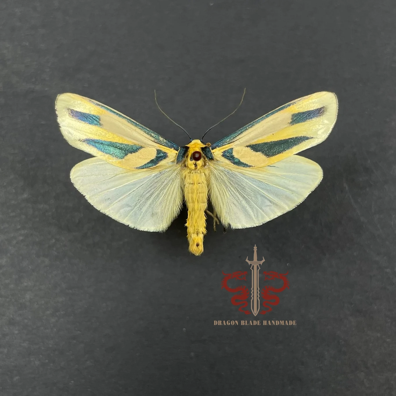 Moth ornament Chrysorabdia bivitta, 1pc wings spread A1/A- high quality, Decorative Display Collection Gifts