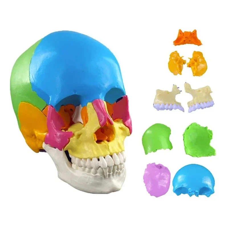 

22 Parts 1:1 Lifesize Disassembled Skull Head Anatomy Model Medical Anatomy Model Dropshipping