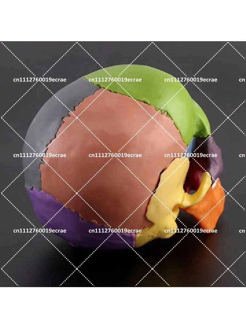 15pcs/set 4D Disassembled Color Skull Anatomical Model Detachable Teaching Tool