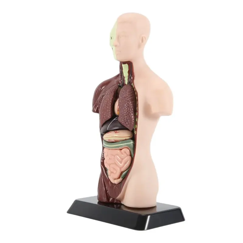 Delicate Texture-Human Body Model With 7 Removable Organ Models,Educational Organ Anatomy Model For Biological Science Learning