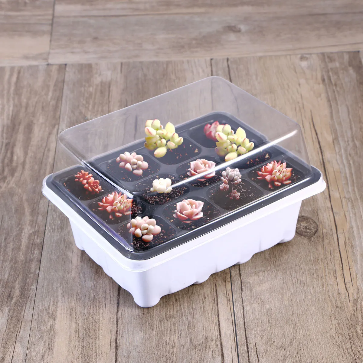 10Pack Transparent Lid Nursery Box 12 Cells Seed Starter Tray Bonsai Succulent Grower Sprouter