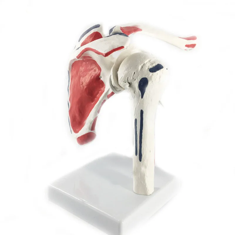 Human Shoulder Joint Anatomy Model Medical Science Teaching Resources Dropshipping