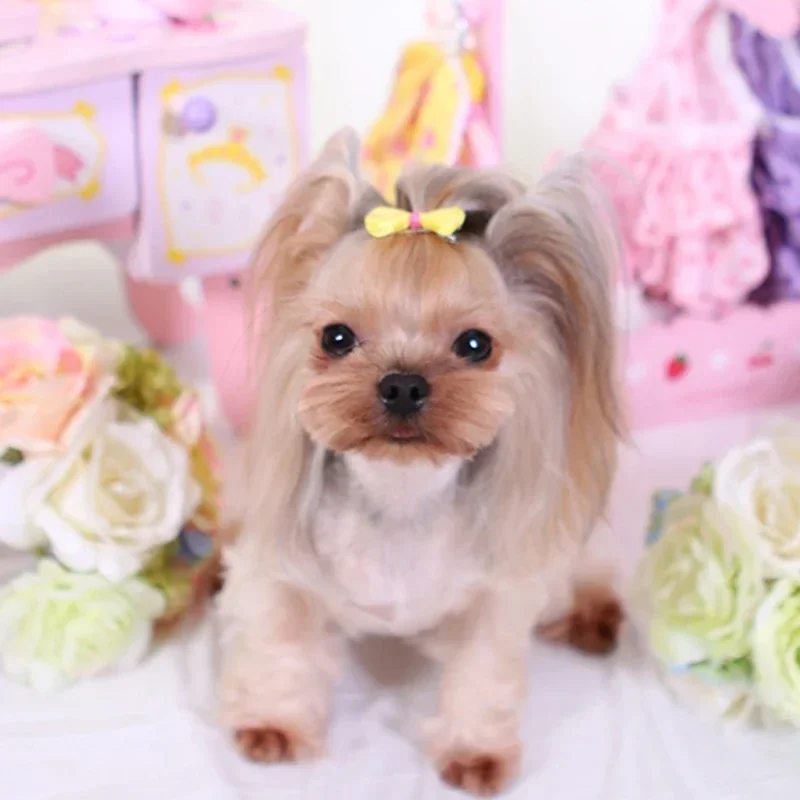 5pcs  Colorful Small Dog Bows Puppy Hair Bows Decorate Small Dog Hair Rubber Bands Pet Headflower Supplier Dog Accessories