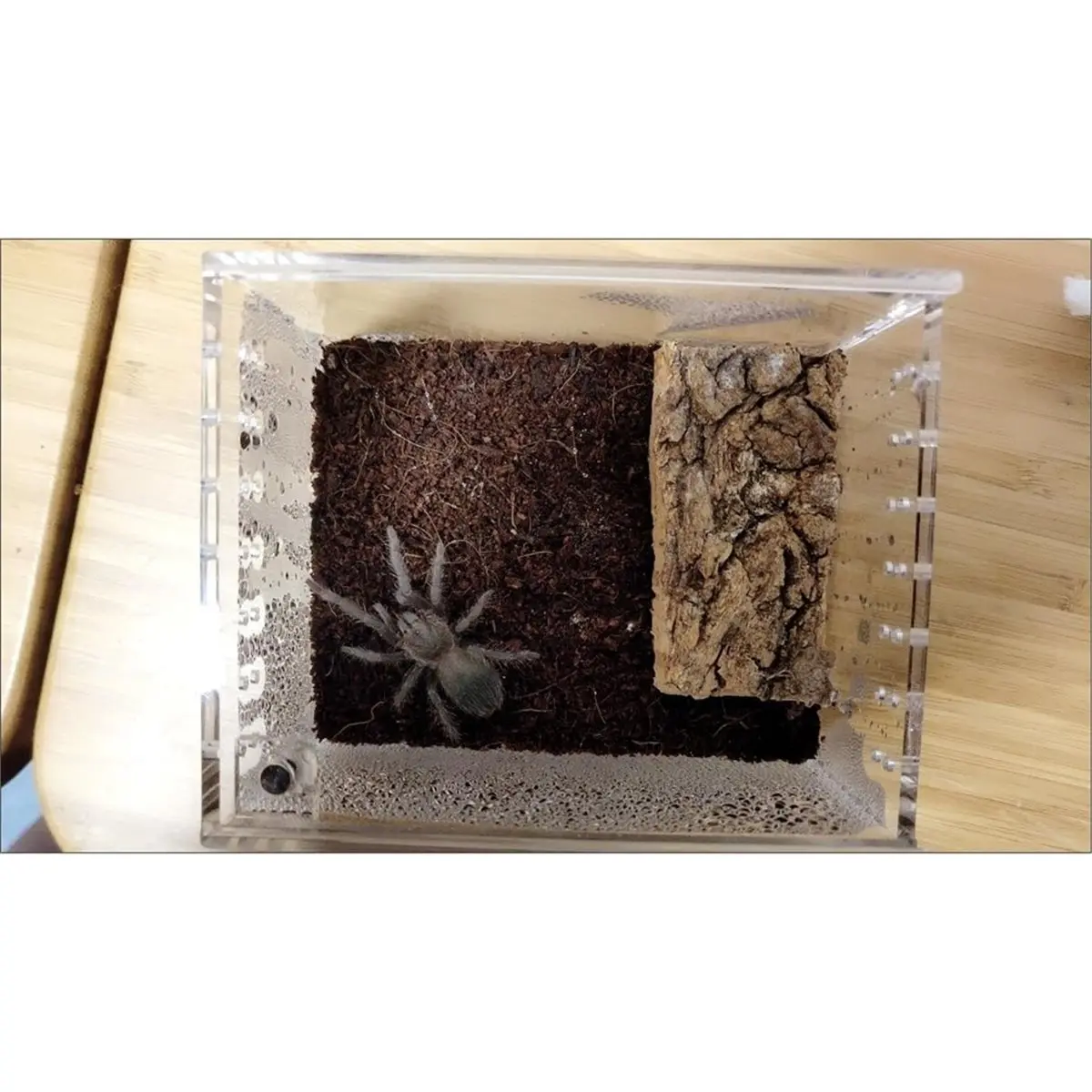 

Ящик для разведения насекомых Ящик для кормления рептилий, водонепроницаемый корпус для арпоральных тарантулных слинг-ящериц