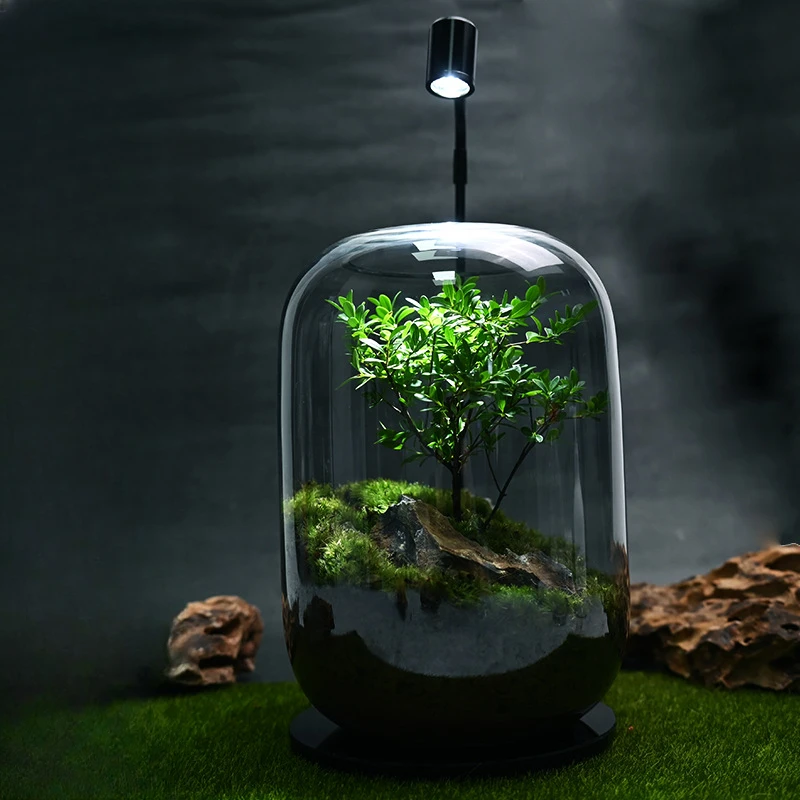 Xiaoye Chinan Glass Flower Container Moss Creative Micro Landscape Desktop Bonsai Moss Landscape Jar