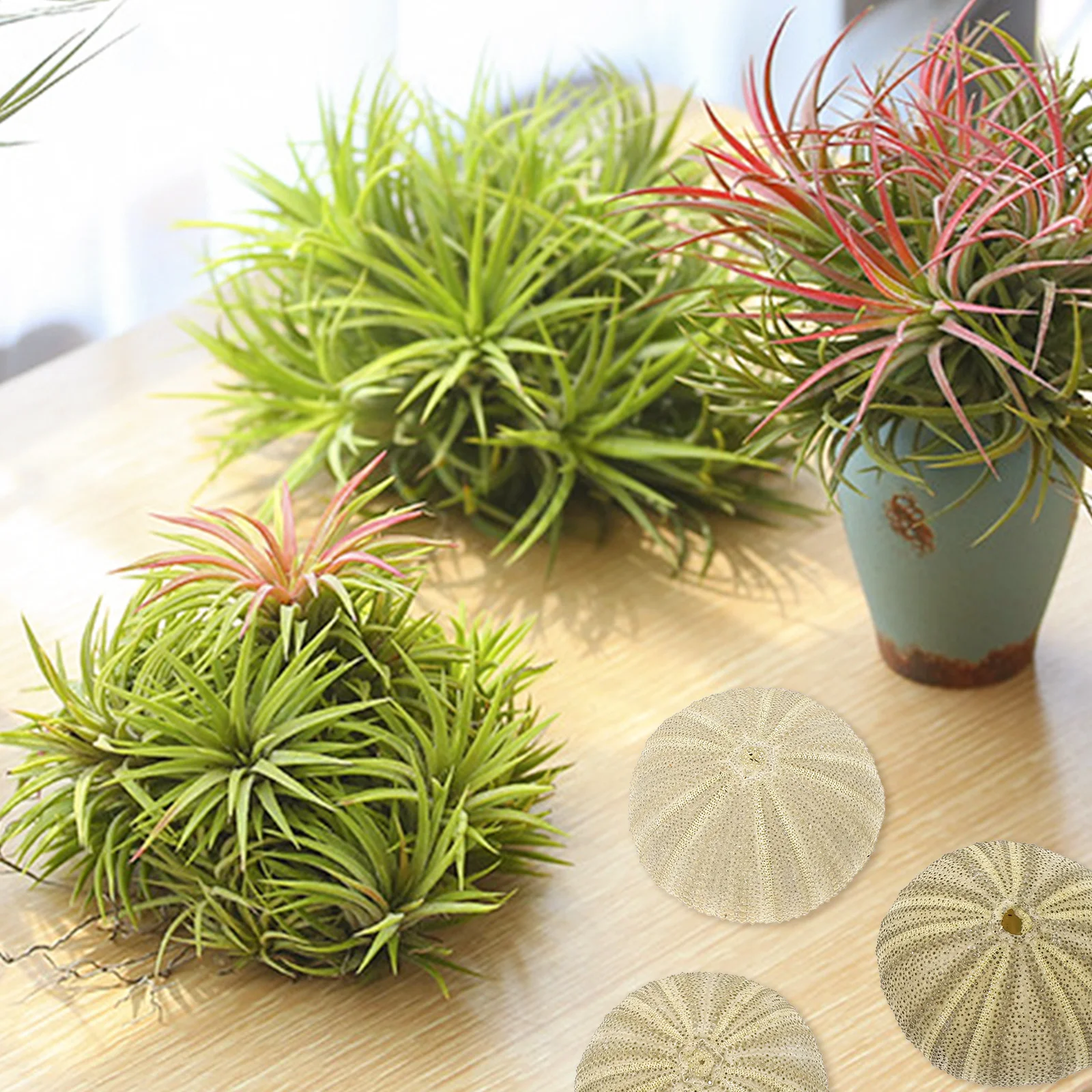 6 قطعة قنفذ البحر قذيفة زارع وعاء نبات الهواء منضدية ديكور Crafts بها بنفسك الحرف توريد قنفذ البحر ديكور وعاء نبات الهواء خزان الأسماك الديكورات #1