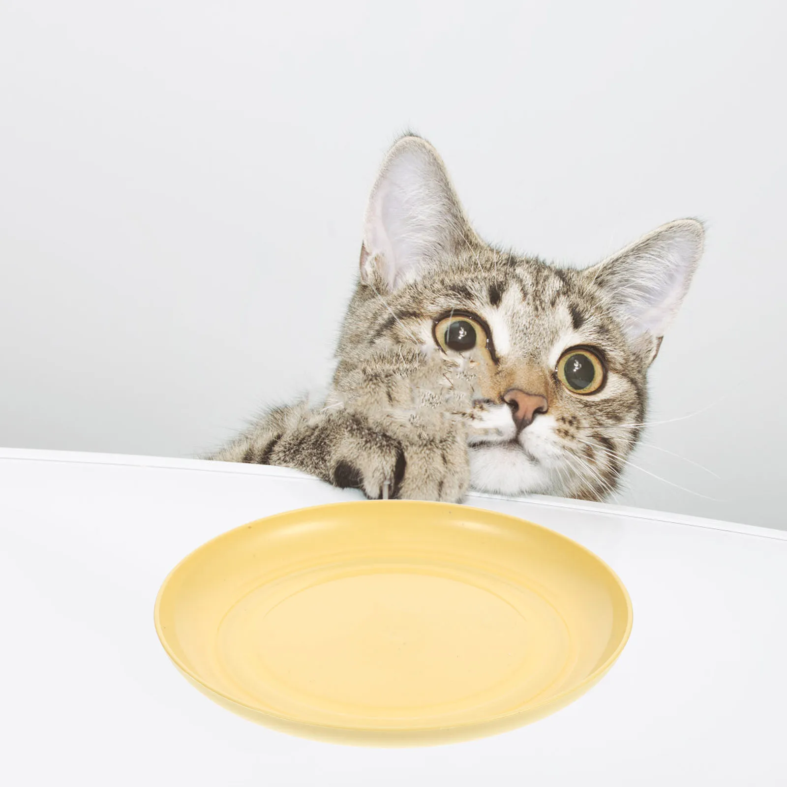 

8Pcs Cat Bowls Shallow Yellow Small Pet Food Dishes for Kittens Short Legged Cats Indoor Feeding Stable Base Cat Bowls