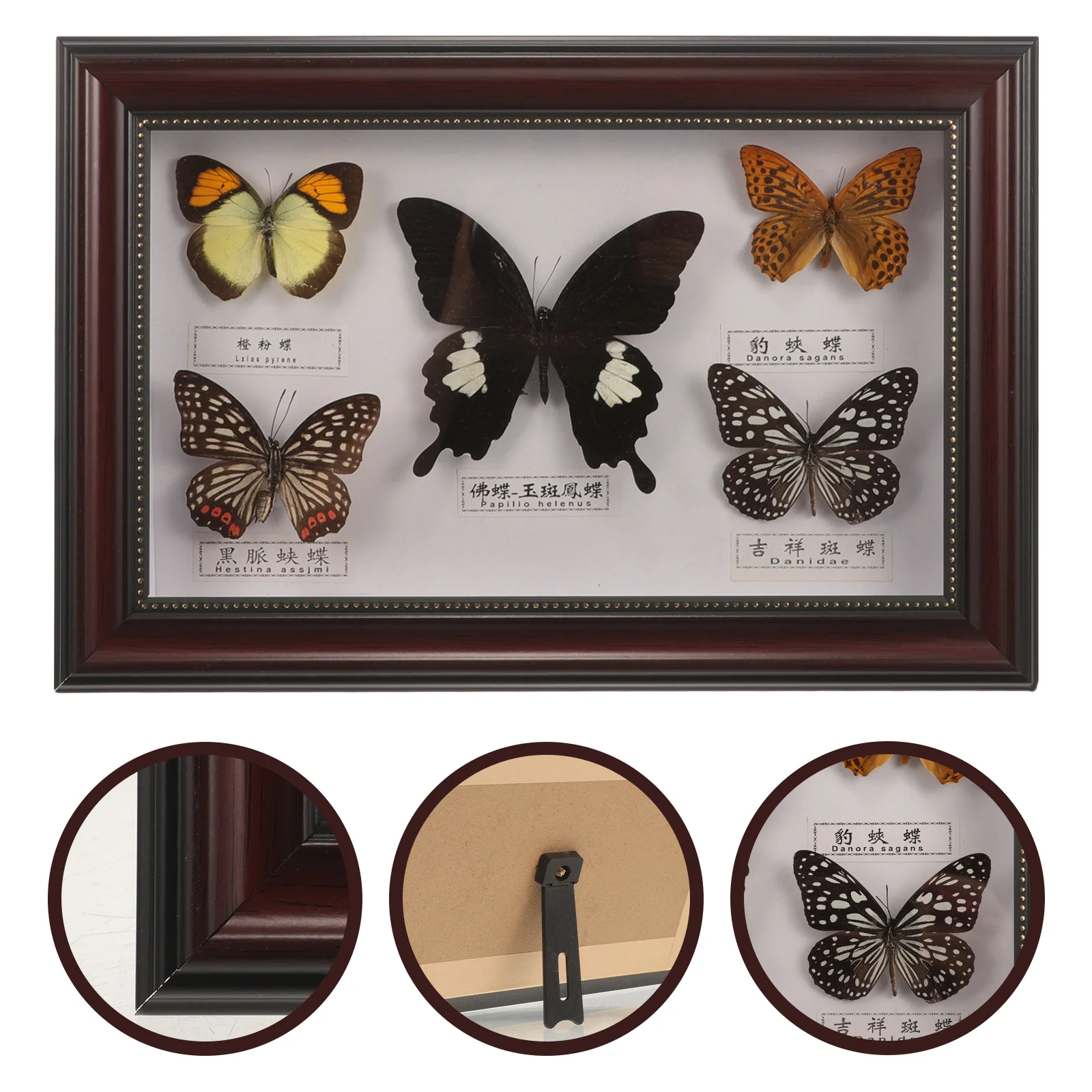 Butterflies Specimen Display Frame for Hanging Butterfly Photo Wood Decorations Wooden
