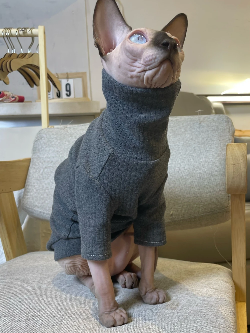 Dark Grey Elestic Cotton Jumpsuit for Hairless Cat Thick Soft Coat for Sphynx Cat Spring Loungewear For Kittens Dogs Pet Costume