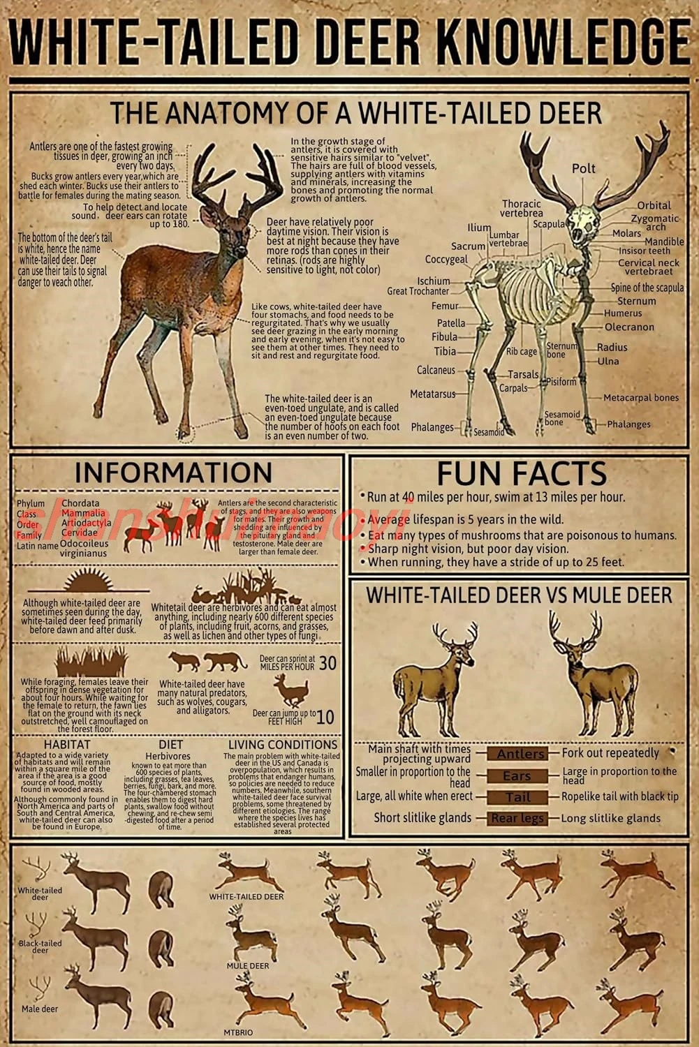 White -Tailed Deer Knowledge Metal Tin Sign The Anatomy Of A White Tailed Deer Funny Poster Living Room Kitchen Bathroom Ba ASD