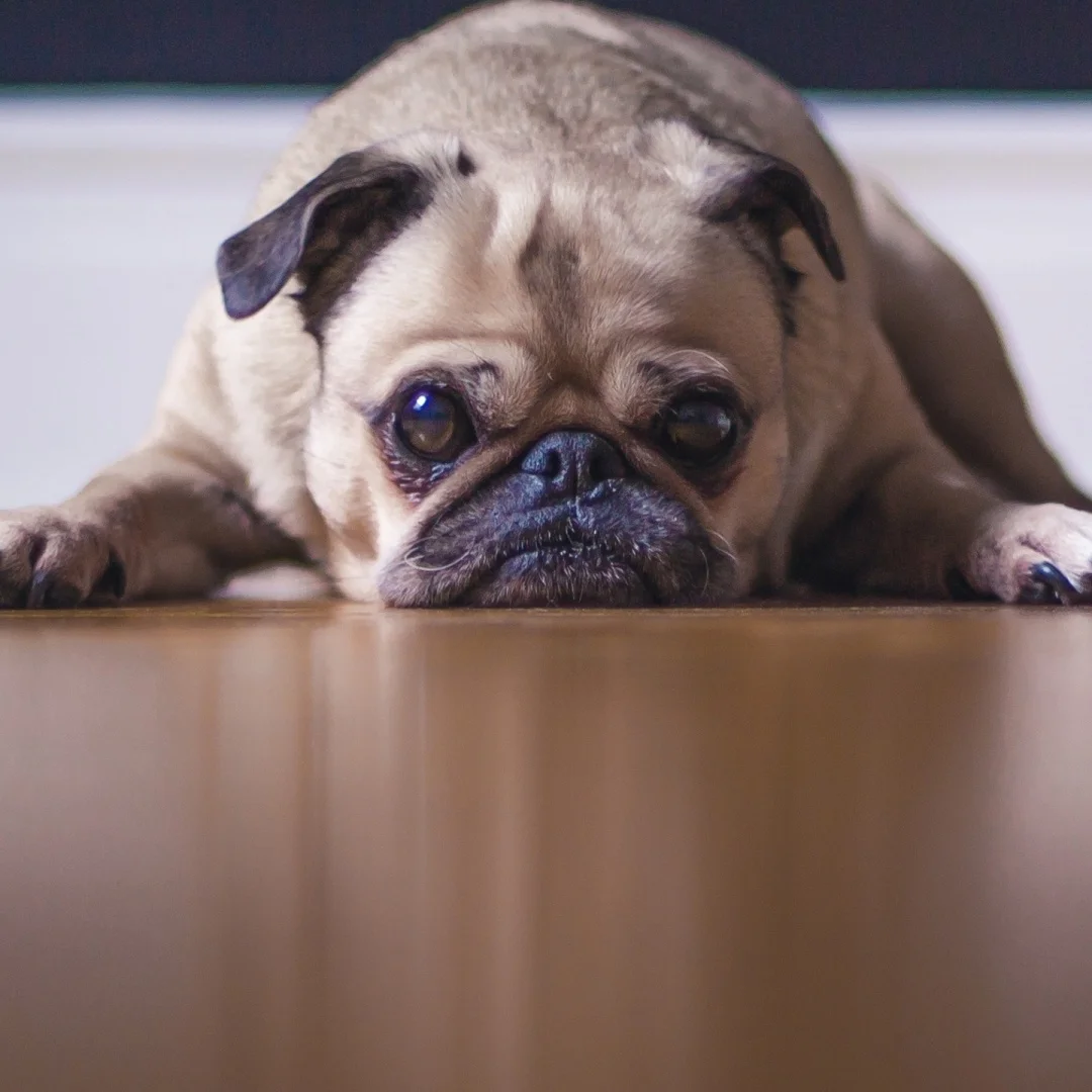 12.3Inch Carplay Fo…