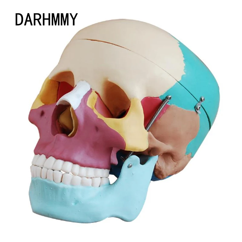 

DARHMMY Life-Size Skull Model with Colored Bones