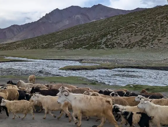 

HotRC DS800 2inch Color Screen 8CH 2.4G Radio System Transmitter Remote Control with Fixed Speed for RC Car Trawler Fishing Boat