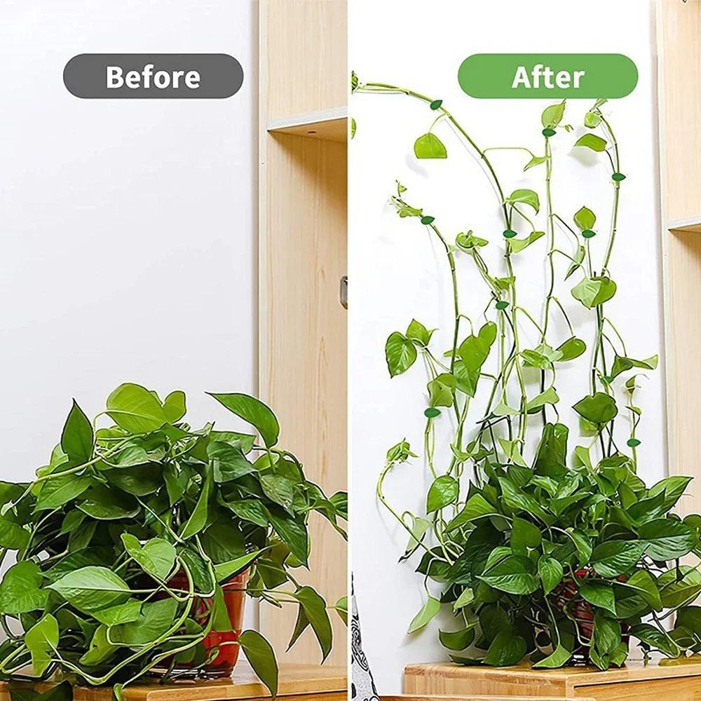 10/30/50個入り 植物用クライミングウォール固定クリッ - Vine Climbing Plastic のレビューと価格