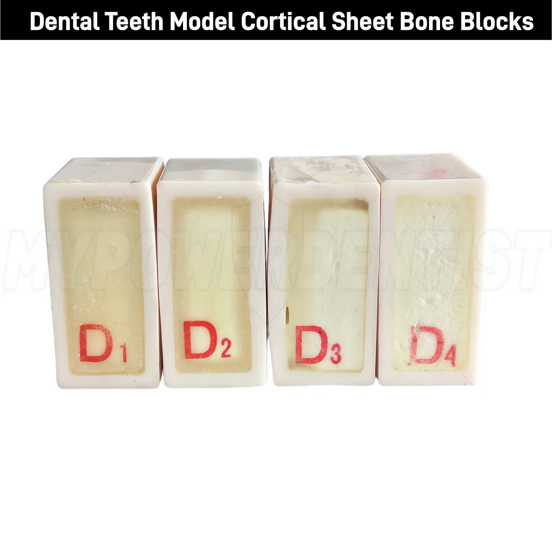 

D1-D4 Dental Cortical Sheet Bone Blocks Teeth Model Trabecular Bone Replica Study Block