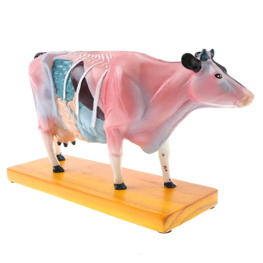 

Animal 68 Acupuncture Points Shown, Teaching Model Tools